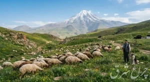مهلت تعیین‌تکلیف پروانه‌های چرا برای وراث مرتعداران متوفی دماوند تا ۳۰ بهمن ۱۴۰۵